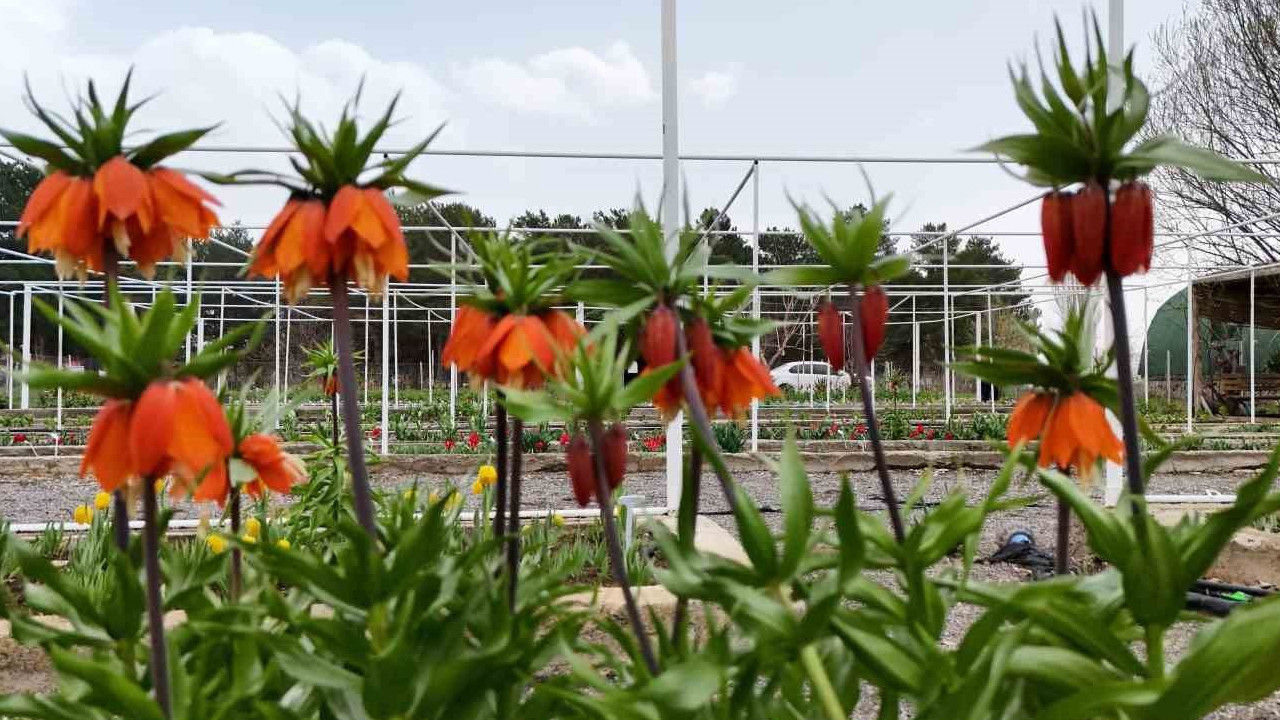 Ters laleyi koparmanın cezası cep yakıyor