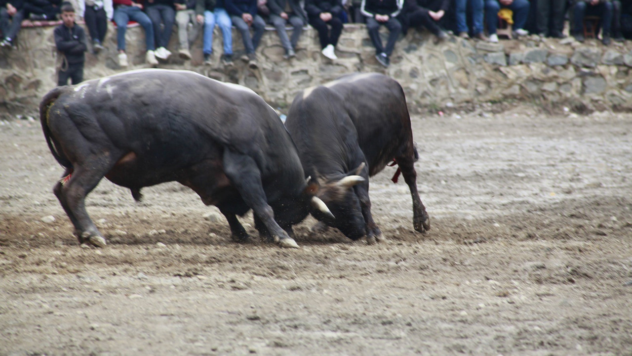 Artvin'de geleneksel boğa güreşleri yapıldı