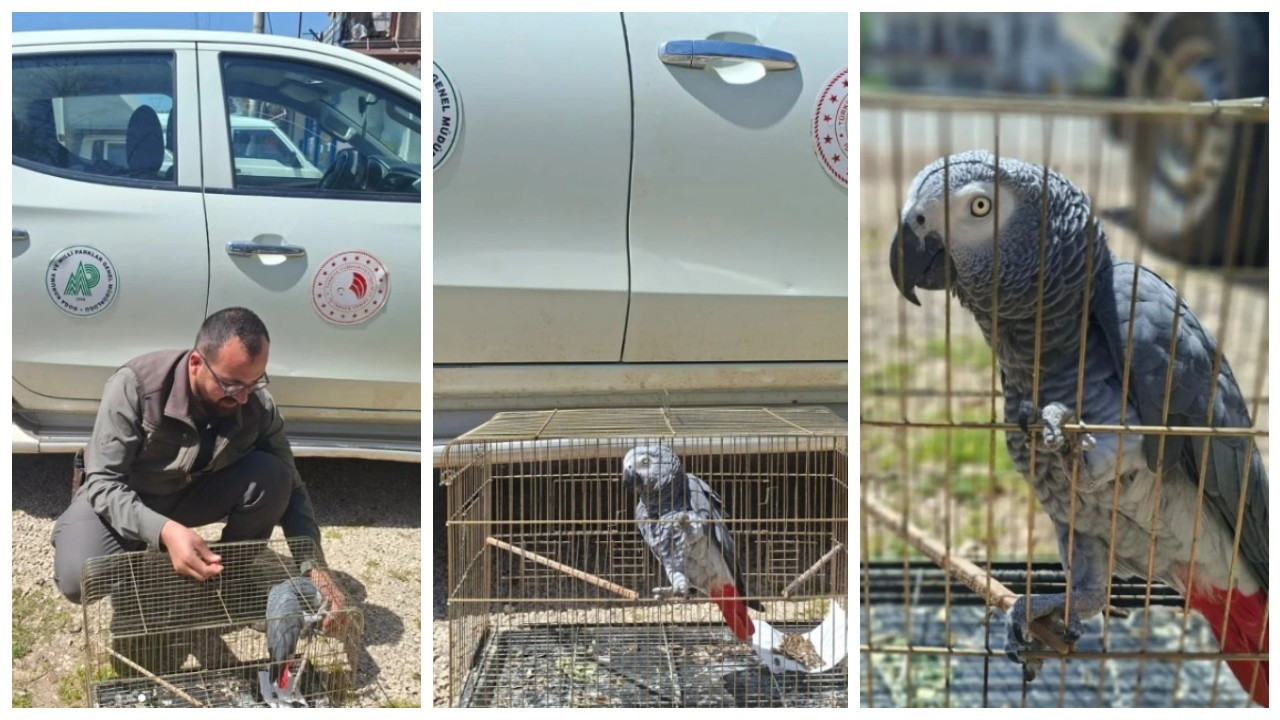 Belgesiz papağan pahalıya patladı: Antalya’da işletmeye 15 bin TL ceza