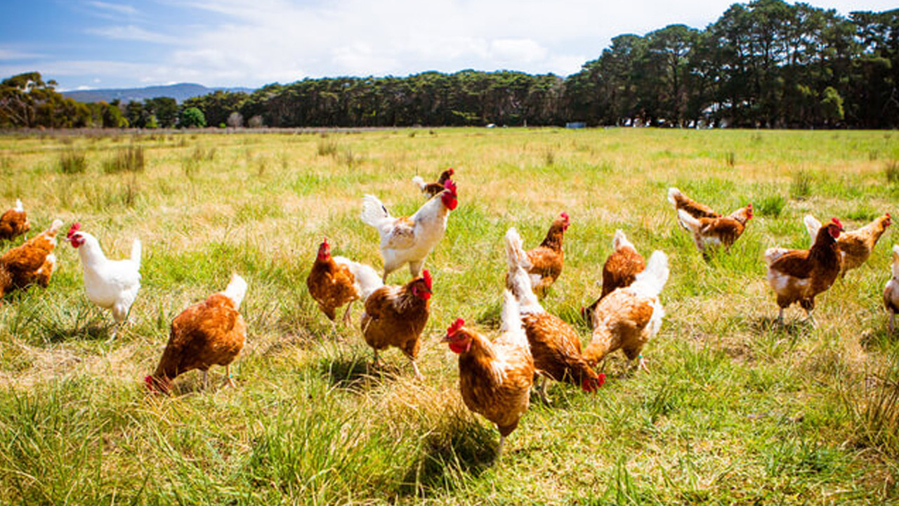 Beyaz et ve yumurtada aylık ivme yavaşladı