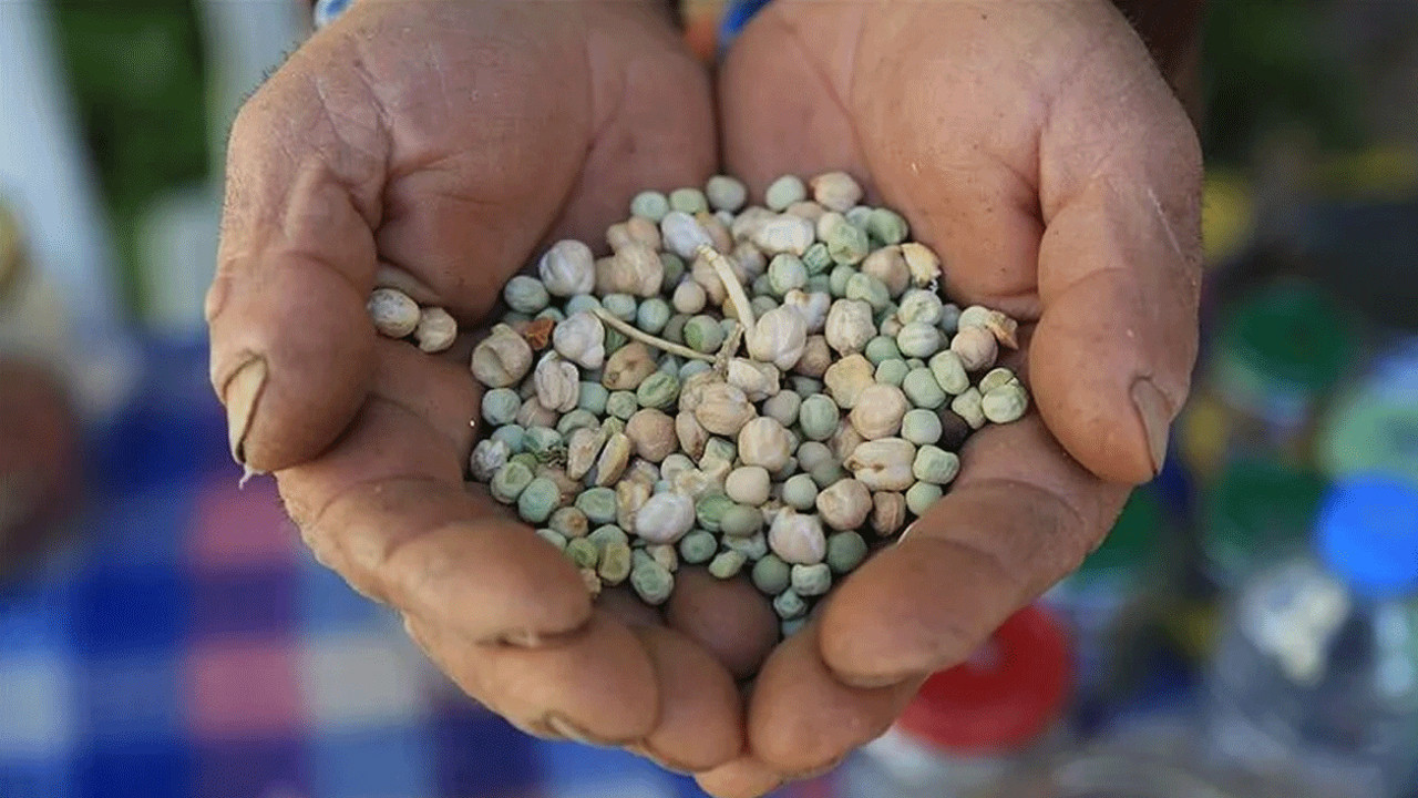 Çiftçiye hıyar fidesi dağıttılar