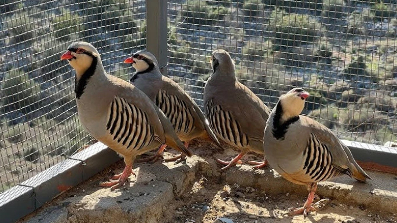 Keklik avlayan şahsa dudak uçuklatan para cezası