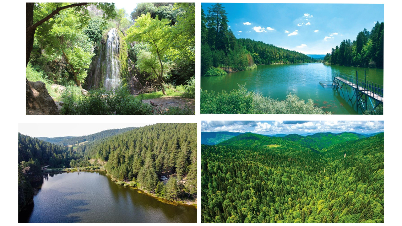 Doğaya açılan savaş: Ormansızlaştırma