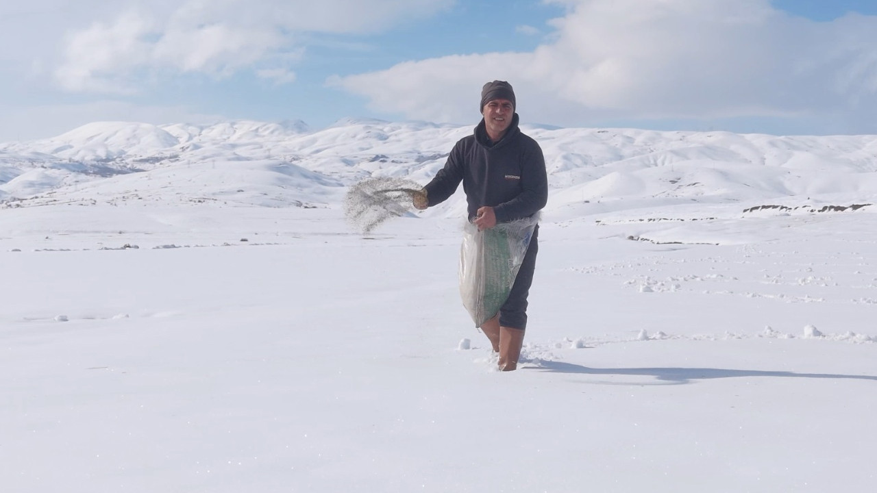 Hakkari’de tarımın sıra dışı yüzü: Kar üstüne yonca ekti