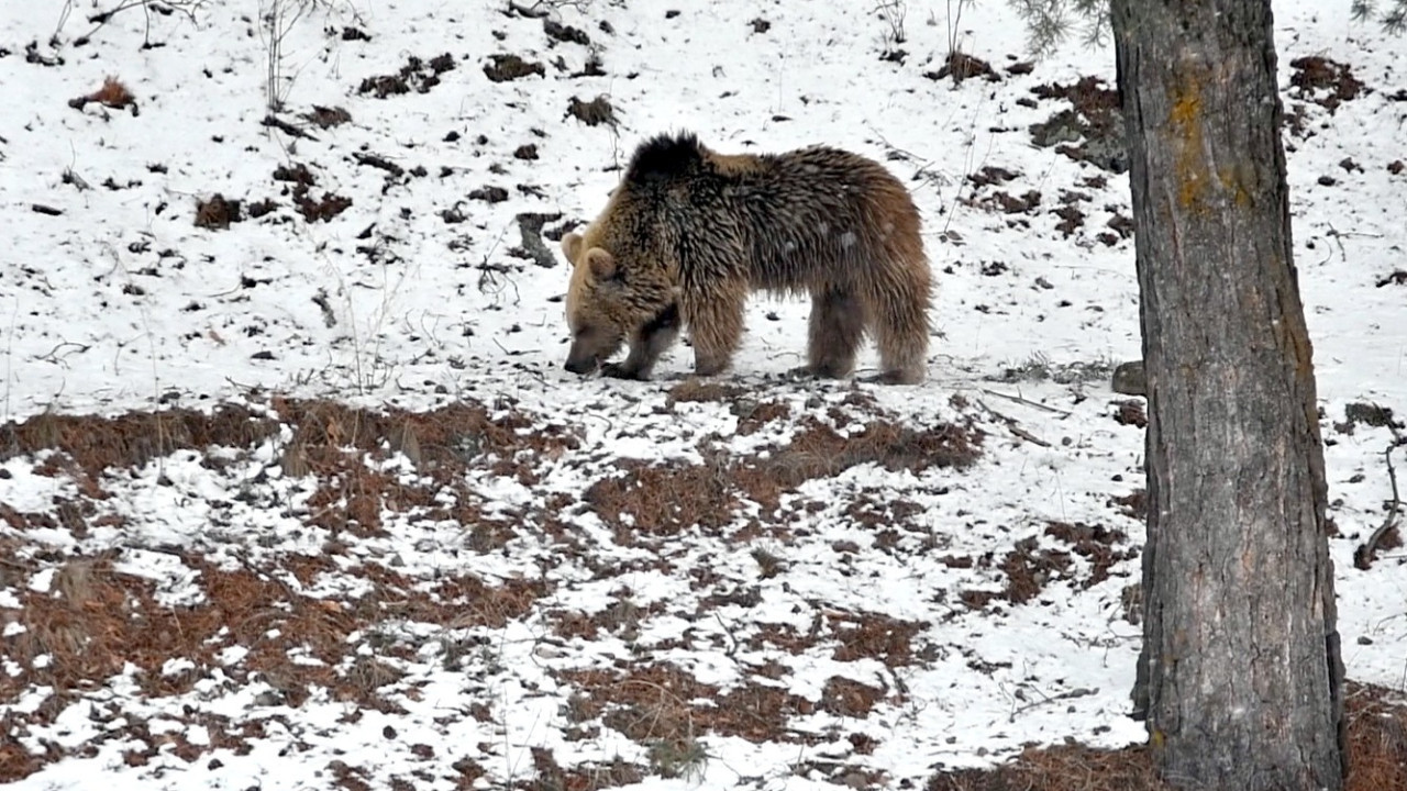 Kış uykusundan uyanan bozayının yiyecek arayışı