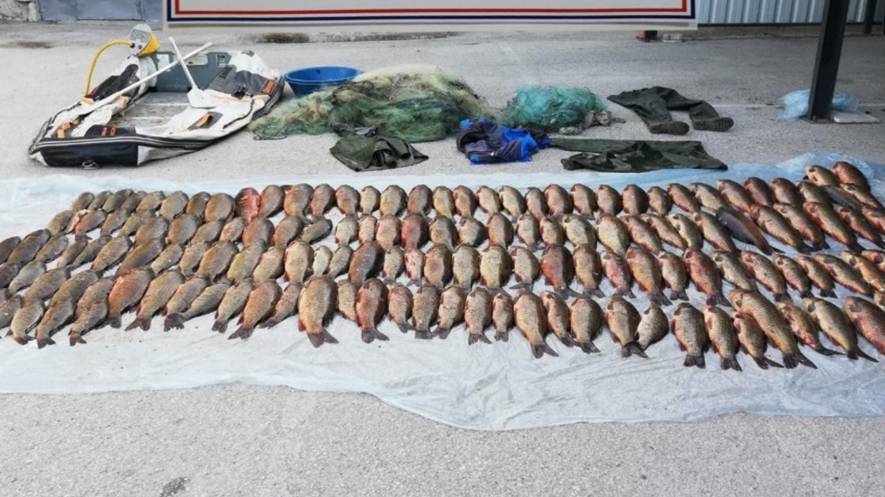 Seben Göleti'nde canlı sazanlar jandarma eliyle özgürlüğe döndü