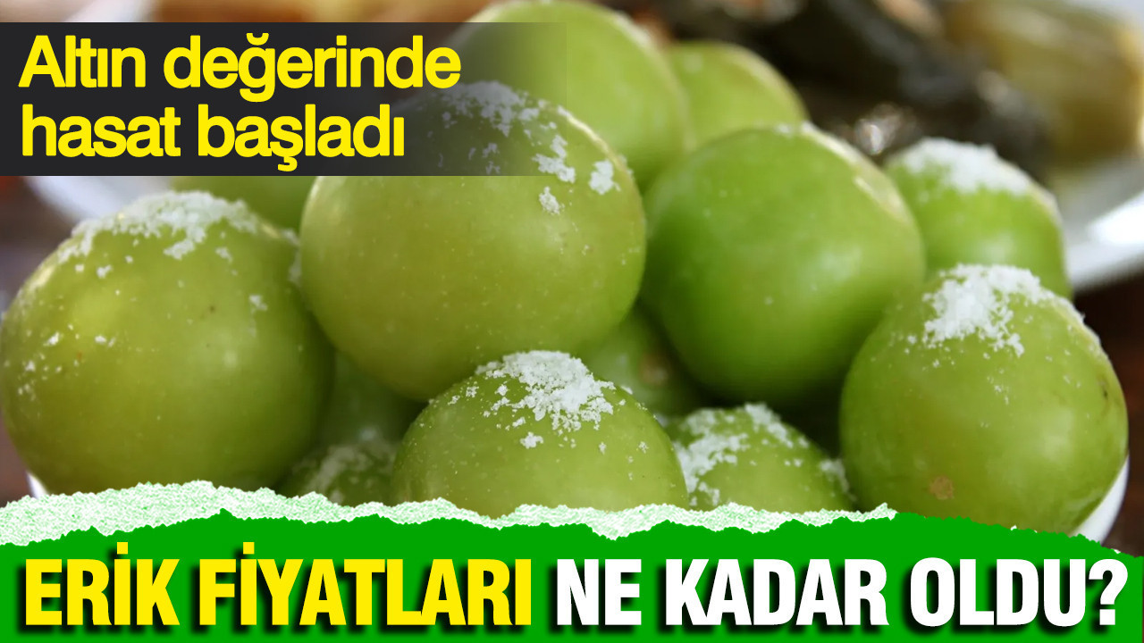 Altın değerinde hasat başladı: Erik fiyatları ne kadar oldu?
