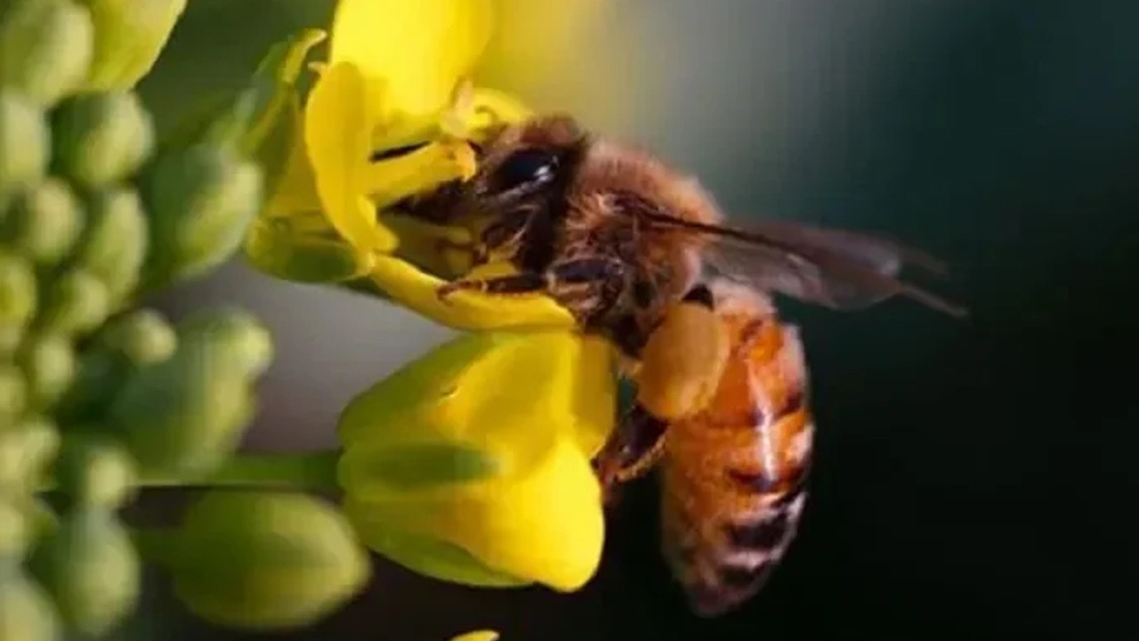 Baharın gelmesiyle arılar hareketlendi