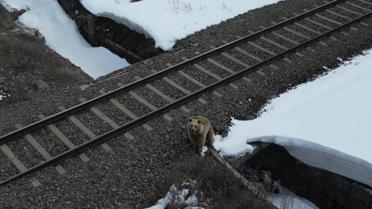 Boz ayının dronu fark ettiği o anlar gündem oldu