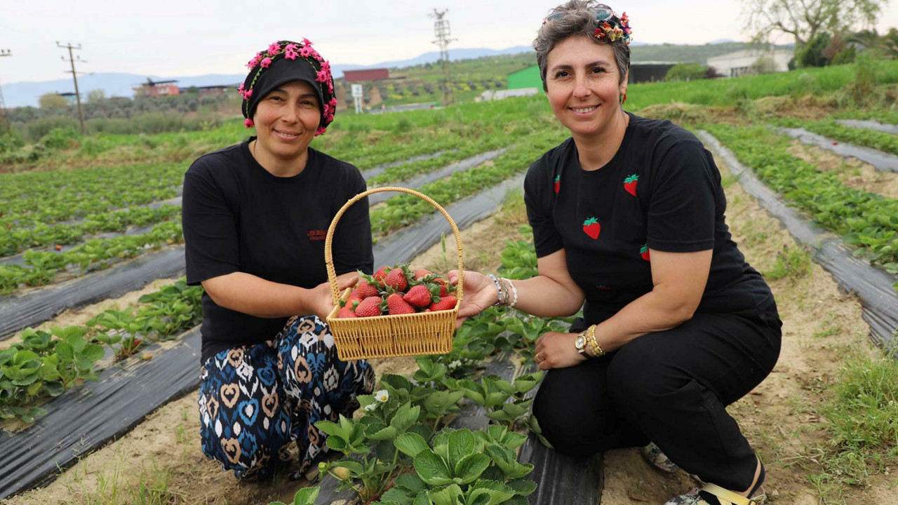 Daha önce yoktu, şimdi talep patladı: Tire’de organik çilek hasadı heyecanı