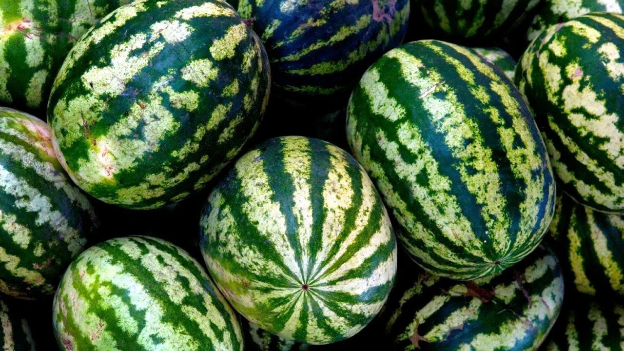 En iyi karpuz nasıl seçilir? Ustaların gizli taktikleriyle tam kıvamında karpuz rehberi