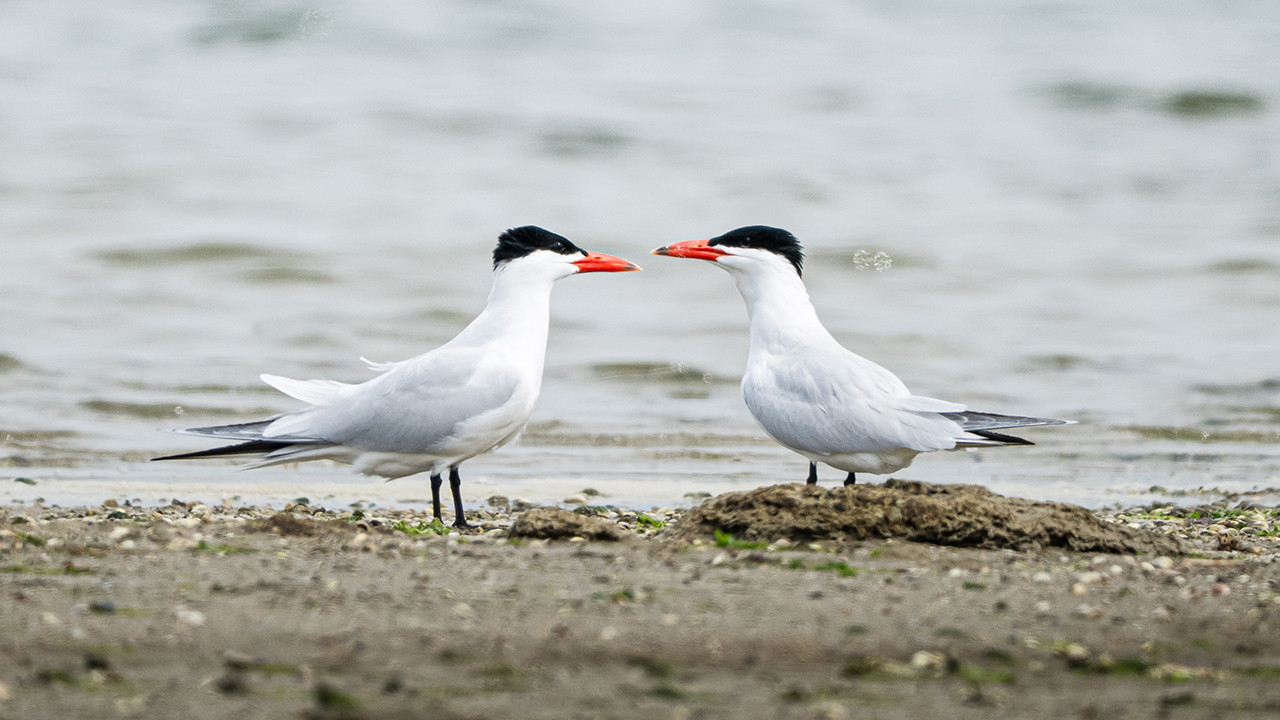 Gediz Deltası’nda bahar mucizesi: Kuşlar geri döndü