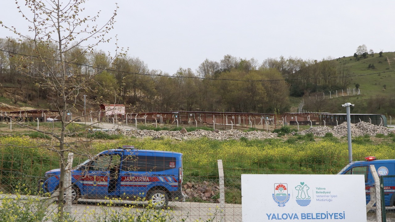 Yalova’da hayvan barınağında köpek ölümleri iddiası: Savcılık soruşturma başlattı