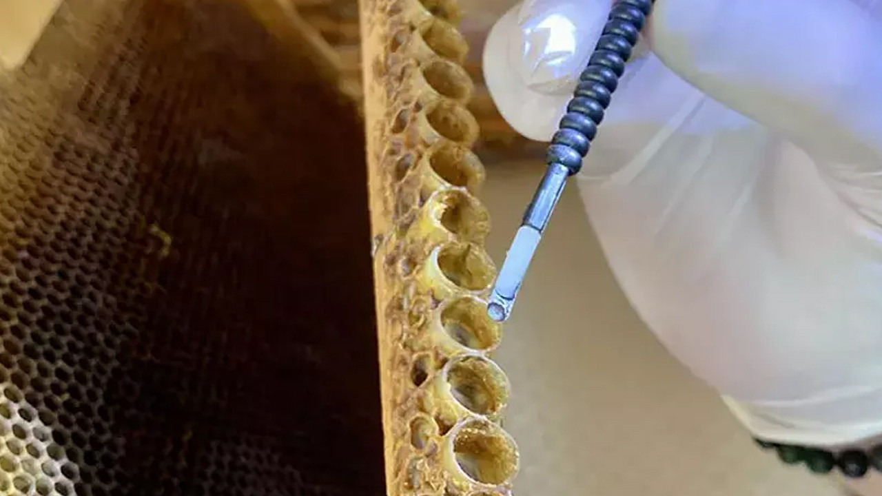 Doğal sanılan her arı sütü kaliteli mi? Ezber bozan araştırma sonuçları açıklandı