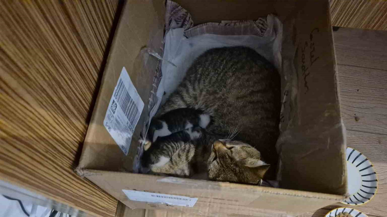 Eğitim camiasına "Neva" umudu: Anne kedi yavrularını güvenli limana, öğretmenlerine emanet etti