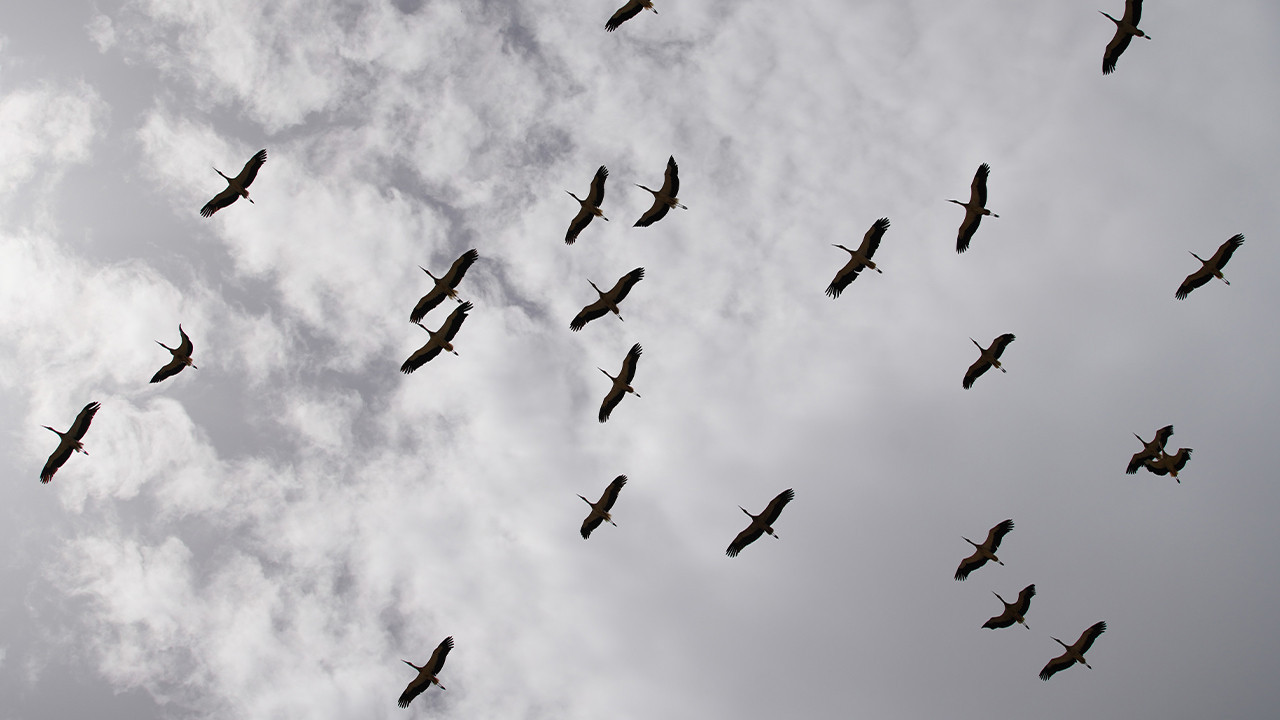 Göç yolculuğu bitti: Leylekler Kırıkkale’de renkli görüntüler oluşturdu