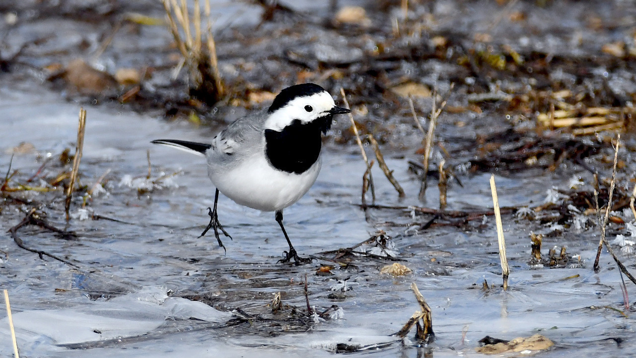 Kars semaları yeniden renklendi: Kuş sesleriyle yankılanıyor