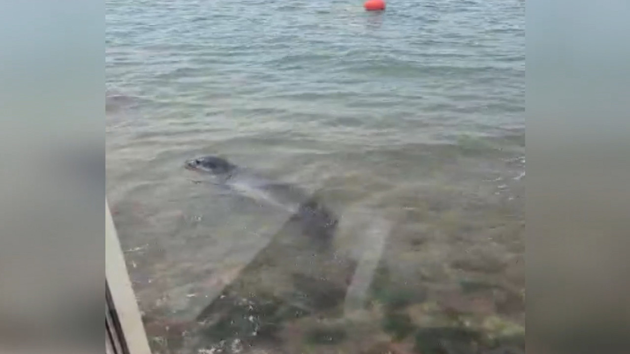 Nesli tehlikedeydi, Ayvalık Sahilinde ortaya çıktı