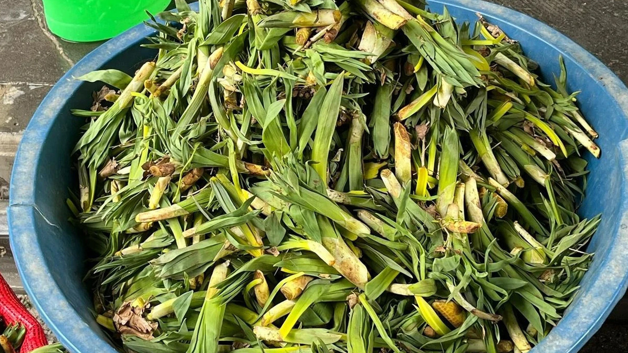 Şifa kaynağı tezgahlarda yerini aldı: Kilosu 100 TL'den alıcı bekliyor