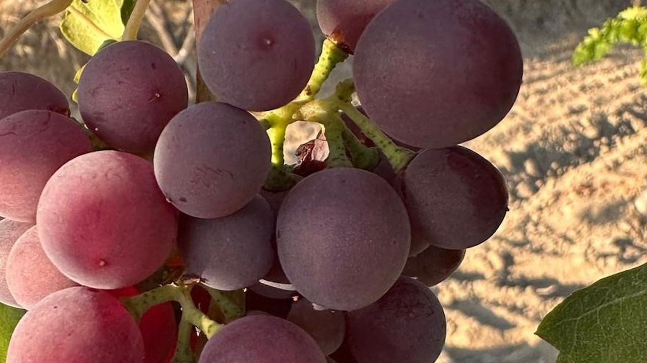 800 yıllık miras tescillendi... Denizli’nin o lezzeti artık resmen korumada