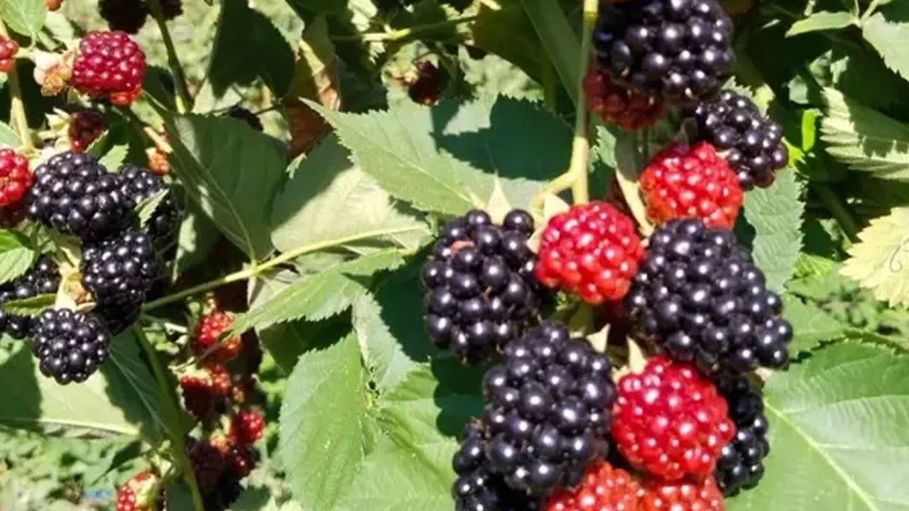 Bir kasesiyle sağlığı güçlendiren doğal mucize