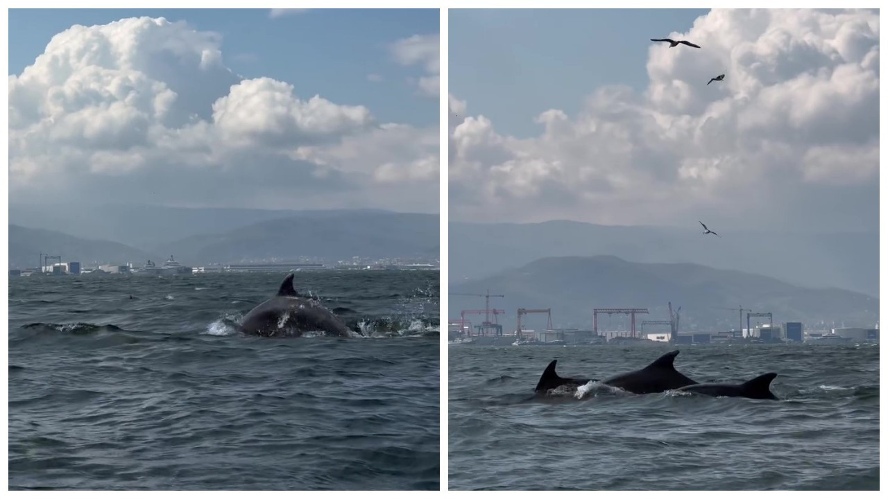 İzmit Körfezi’nde temizlik sonuç verdi: Yunuslar geri döndü