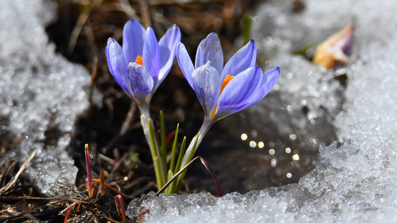 Kars’ta baharın habercisi kardelenler açmaya başladı