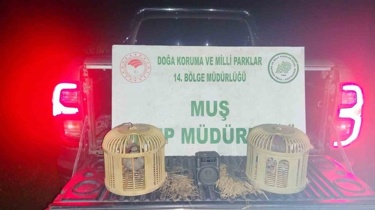 Keklik avı pahalıya patladı... Muş’ta jandarmadan kaçamadı: Tam 65 bin TL