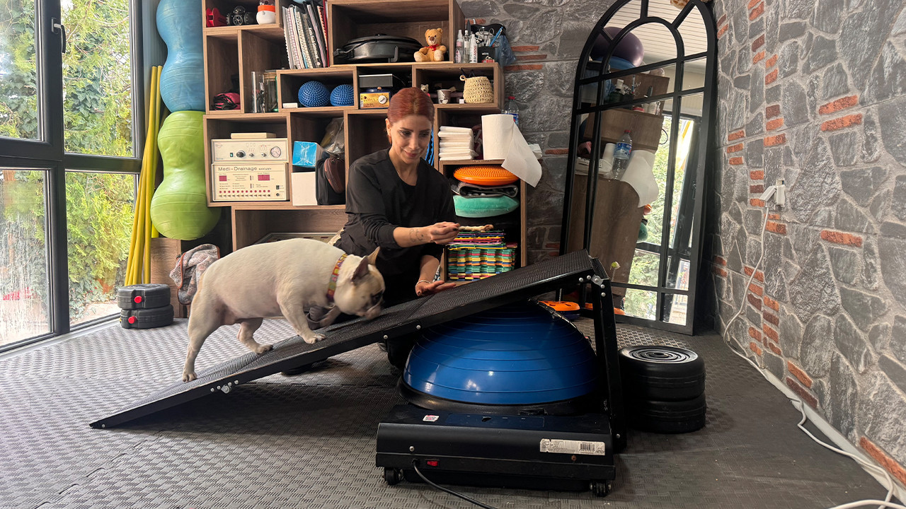 Obez Köpek Ori pilatesle zayıflıyor