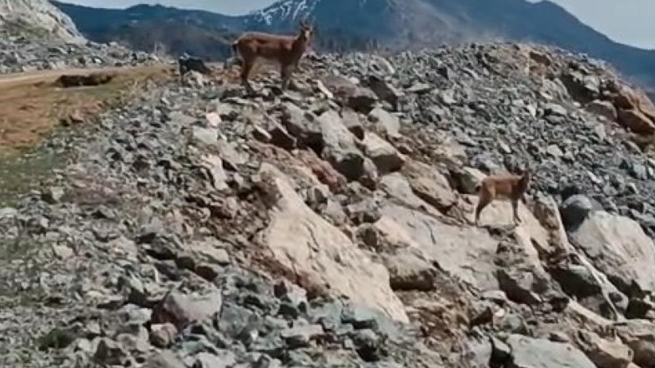 Yaban keçileri kent merkezine indi: Sayıları 3 bini aştı