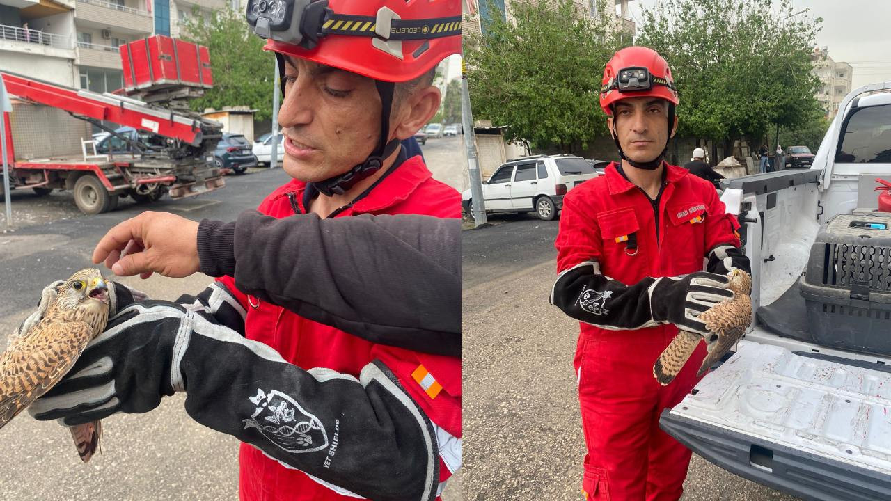 Yaralı atmaca aracın içine sığındı: Ekipler korumaya aldı