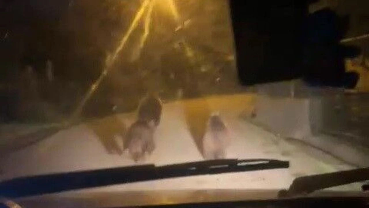 Aç kalan ayılar soluğu köyde aldı