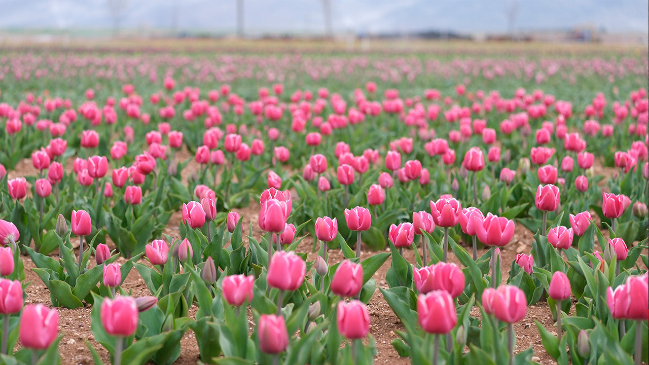 Bozkırın ortasında renk cümbüşü: Bu yıl tam 250 bin kişi bekleniyor