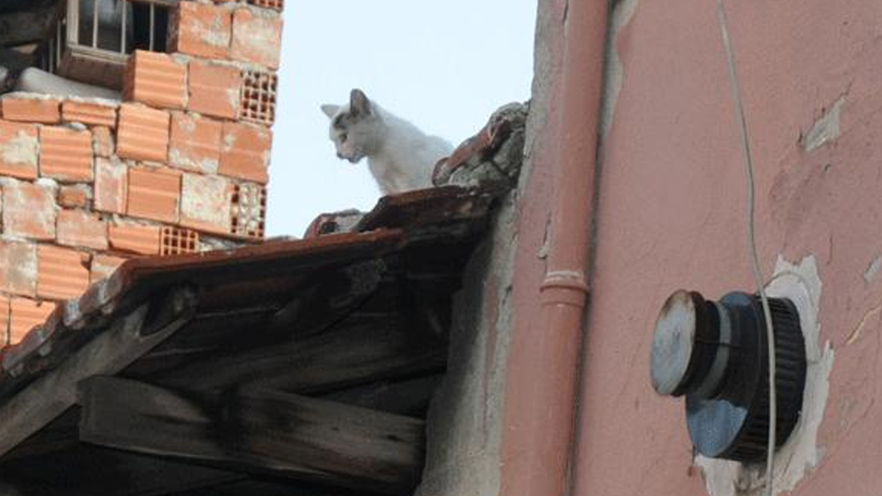 Mahsur kalan kedi için itfaiye ekipleri seferber oldu