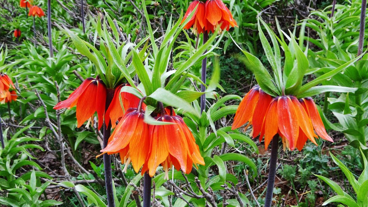 Muş'ta 'Ağlayan gelin' mesaisi