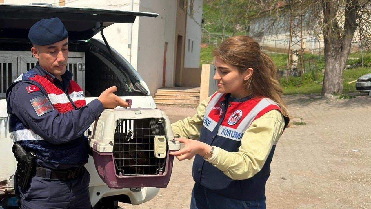 Yaralı bulunan şahin tedavi altına alındı