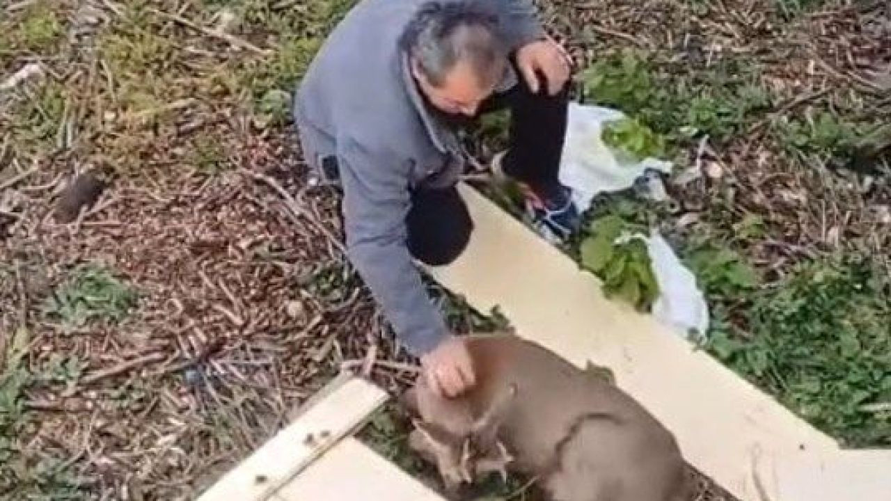 Araçlara çarpan yaralı karaca derede bulundu