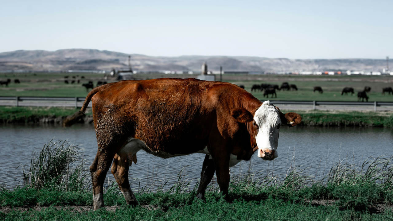Bayram yaklaşırken uyarı: Kurbanda yaş sınırına dikkat