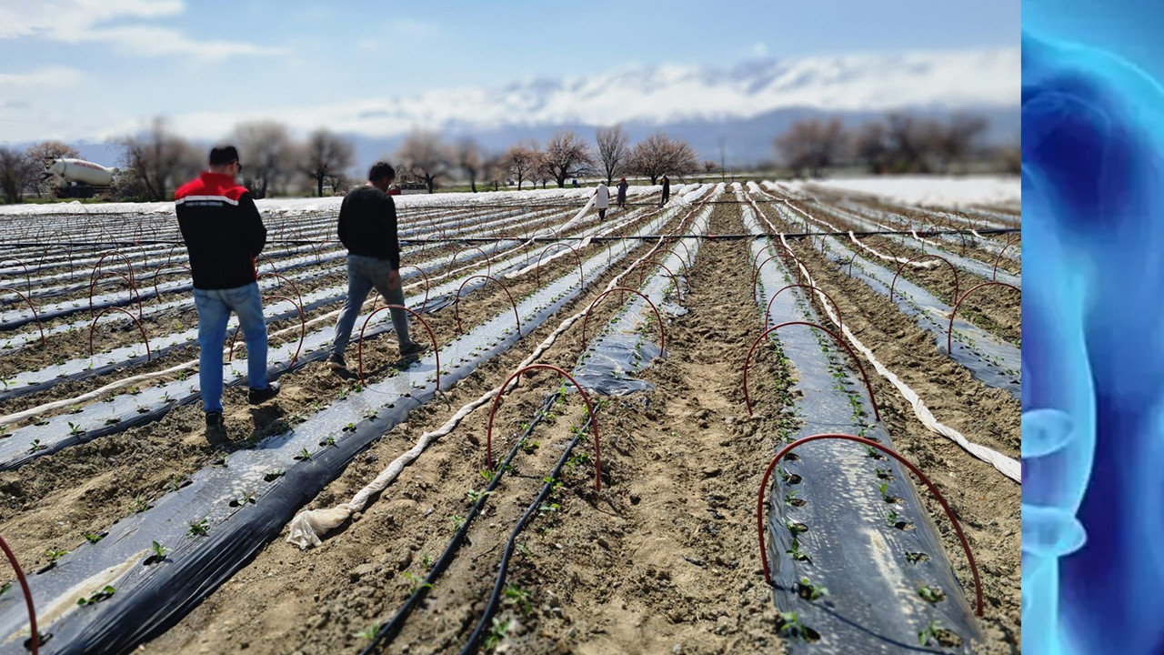 Erzincan'da 100 biber fidesi toprakla buluştu