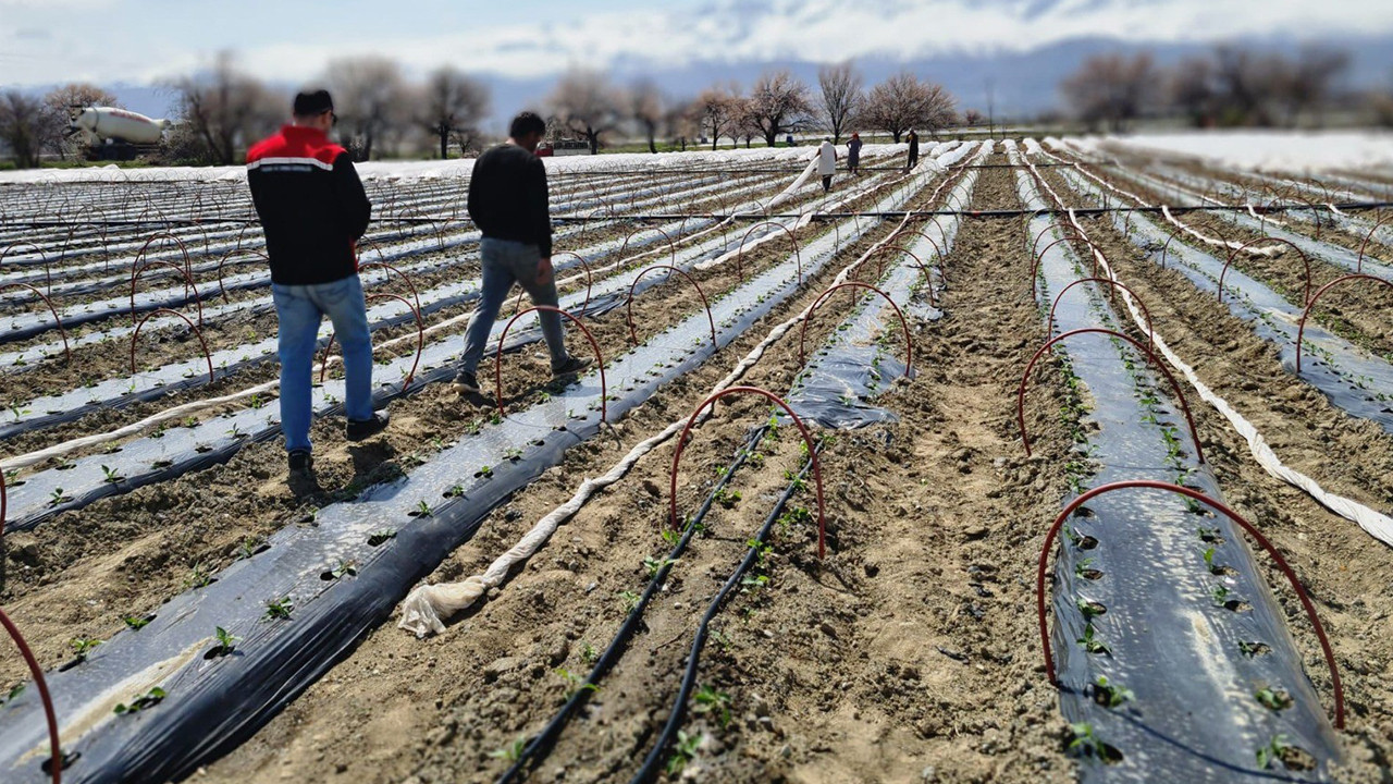 Erzincan'da 100 biber fidesi toprakla buluştu