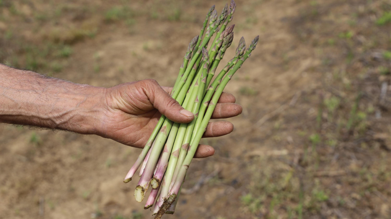 Hem kalbe hem bağışıklığa kalkan: Doğa harikası bitki için seferberlik başladı