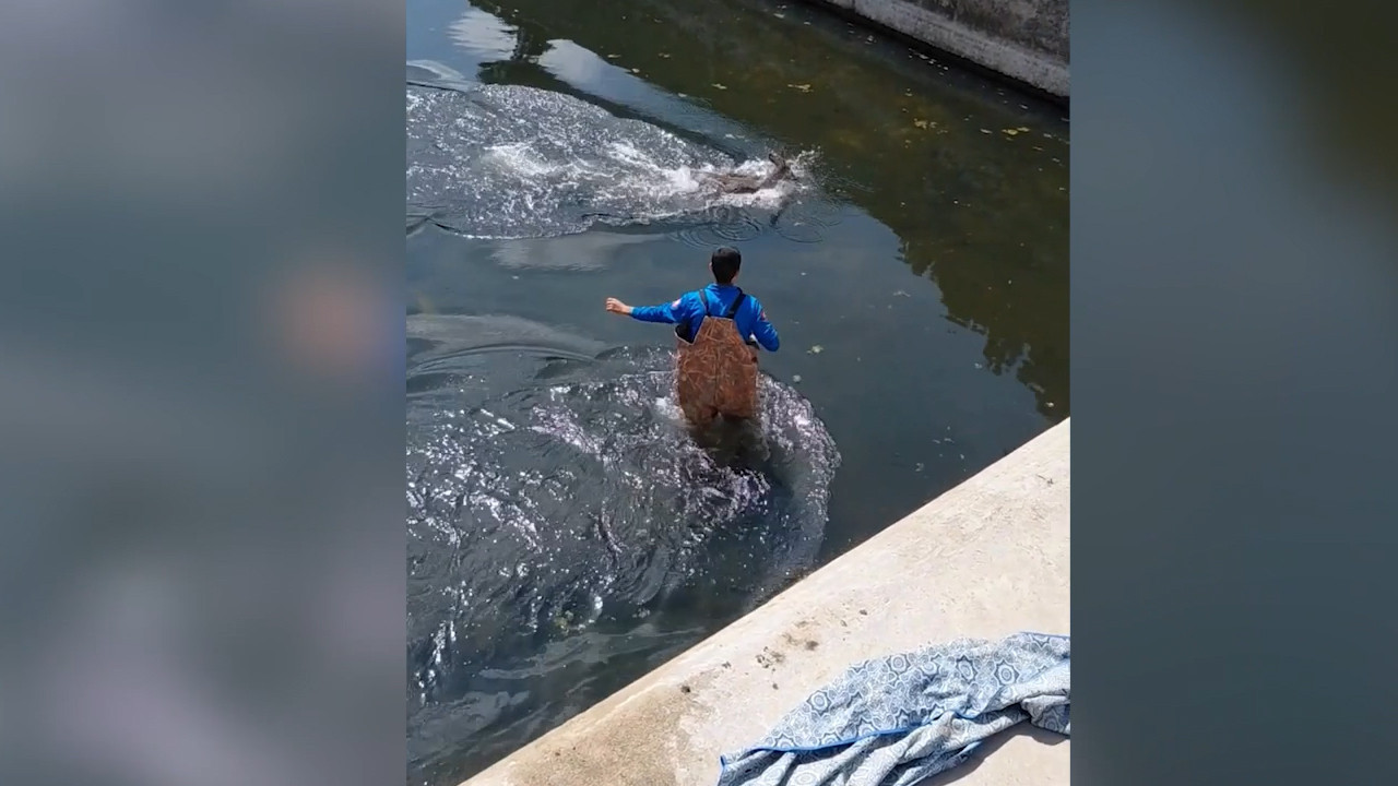 Kanala düşen karacaya 'şefkat eli' uzandı