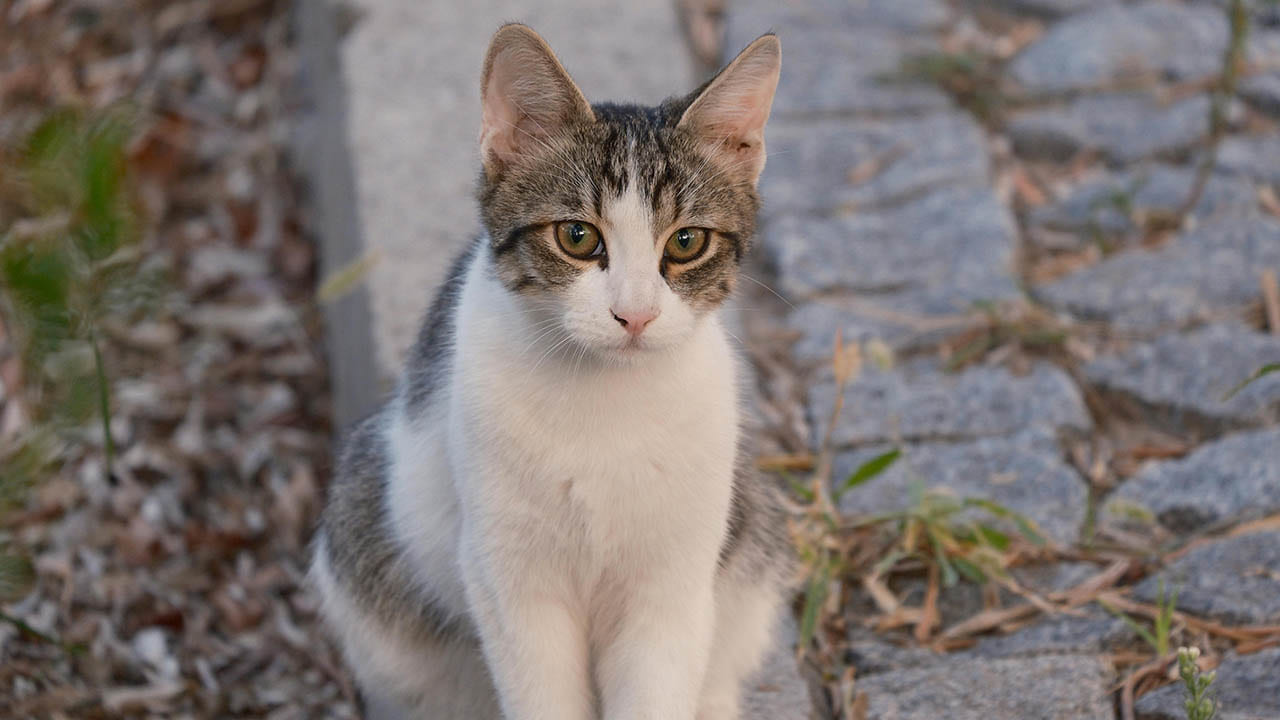 Pirinçten kedi dışkısı çıktı