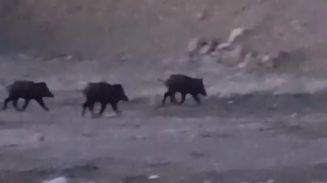 Yüksekova’da domuz sürüsü görüldü