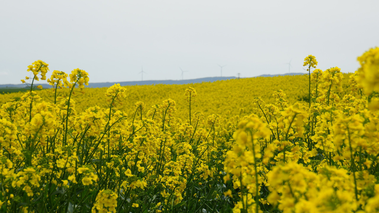 Bu manzarayı görmek için Kilometrelerce yol kat ediyorlar: Tekirdağ sarıya boyandı