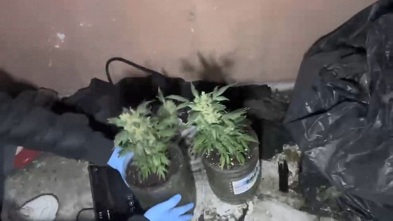 İstanbul’da 3 ayrı eve uyuşturucu operasyonu: İmalathaneler deşifre oldu