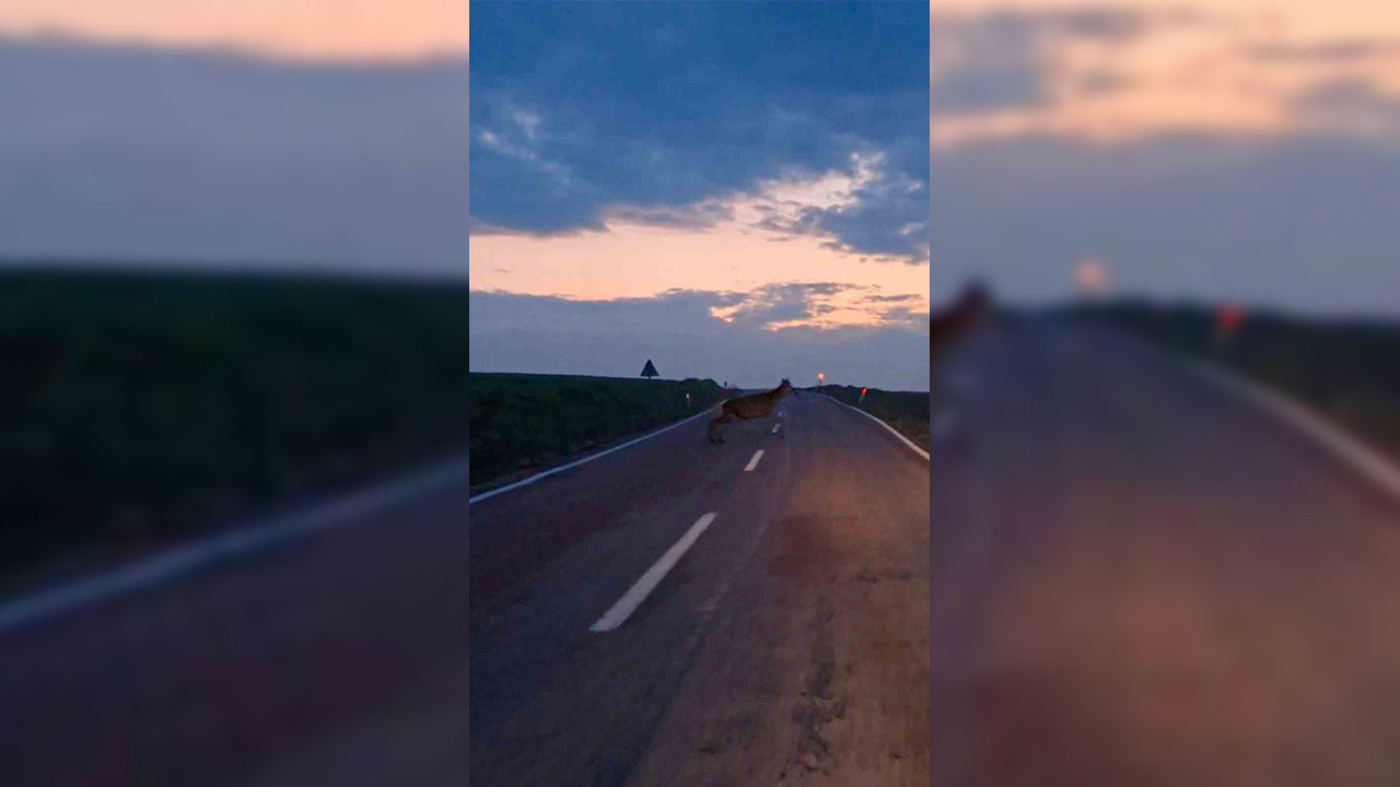 Ankara’da doğa şöleni: Sevimli sürpriz yolda kaydedildi