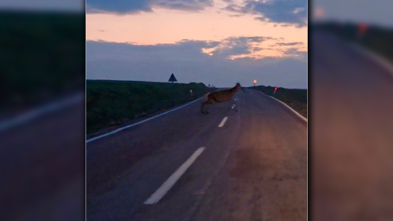 Ankara'da nadir görüntü: Yaban geyik sürüsü Beypazarı yolunda görüldü