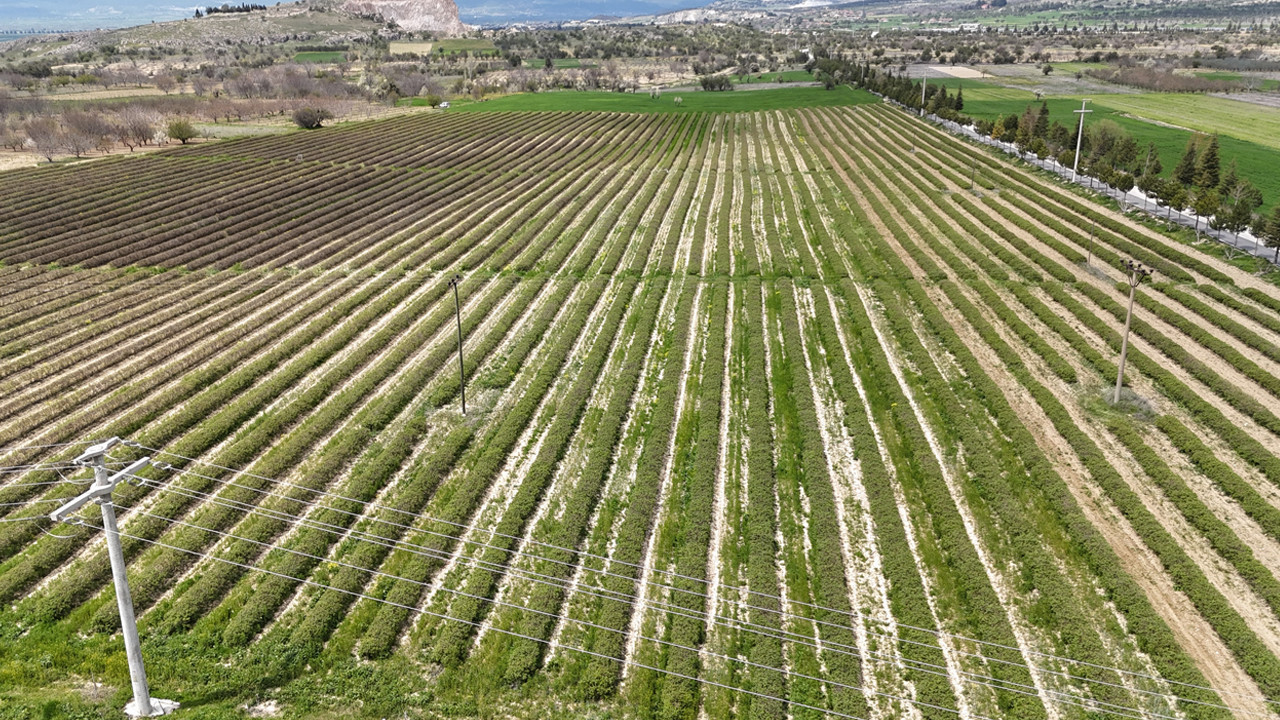 Isparta’da gül hasadı öncesi umutlar yükseldi: Rekolte 13 bin ton bekleniyor