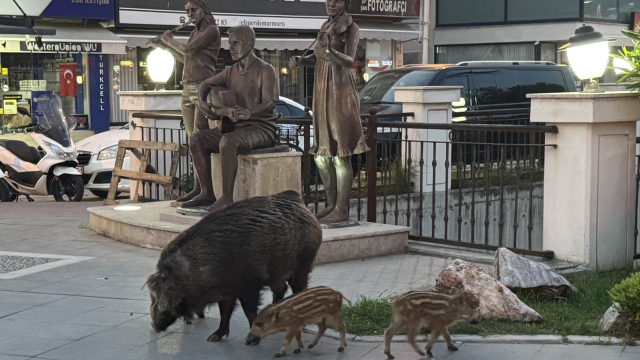 Marmaris’te yaban domuzları şehre indi
